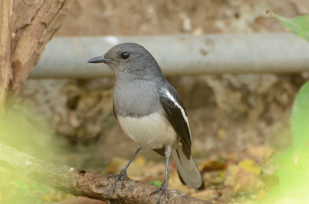 grey and white bird