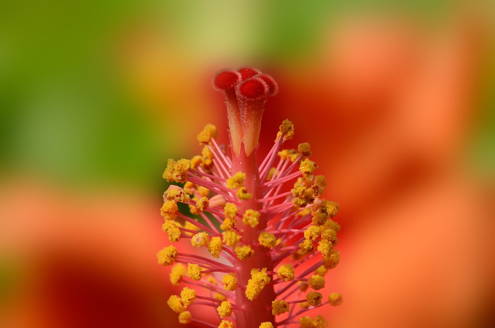 selective focus photography of flower
