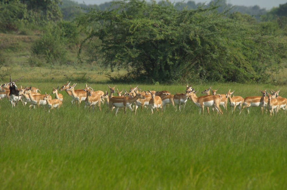 brown deer walking on grass field