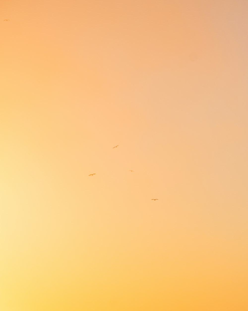 um grupo de pássaros voando no céu ao pôr do sol