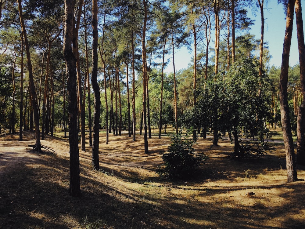 green and brown trees during daytime