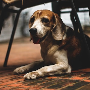 An elegant beagle resting on a cream-colored vintage leather chair inside the estate’s rustic yet refined lounge.