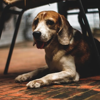 An elegant beagle resting on a cream-colored vintage leather chair inside the estate’s rustic yet refined lounge.