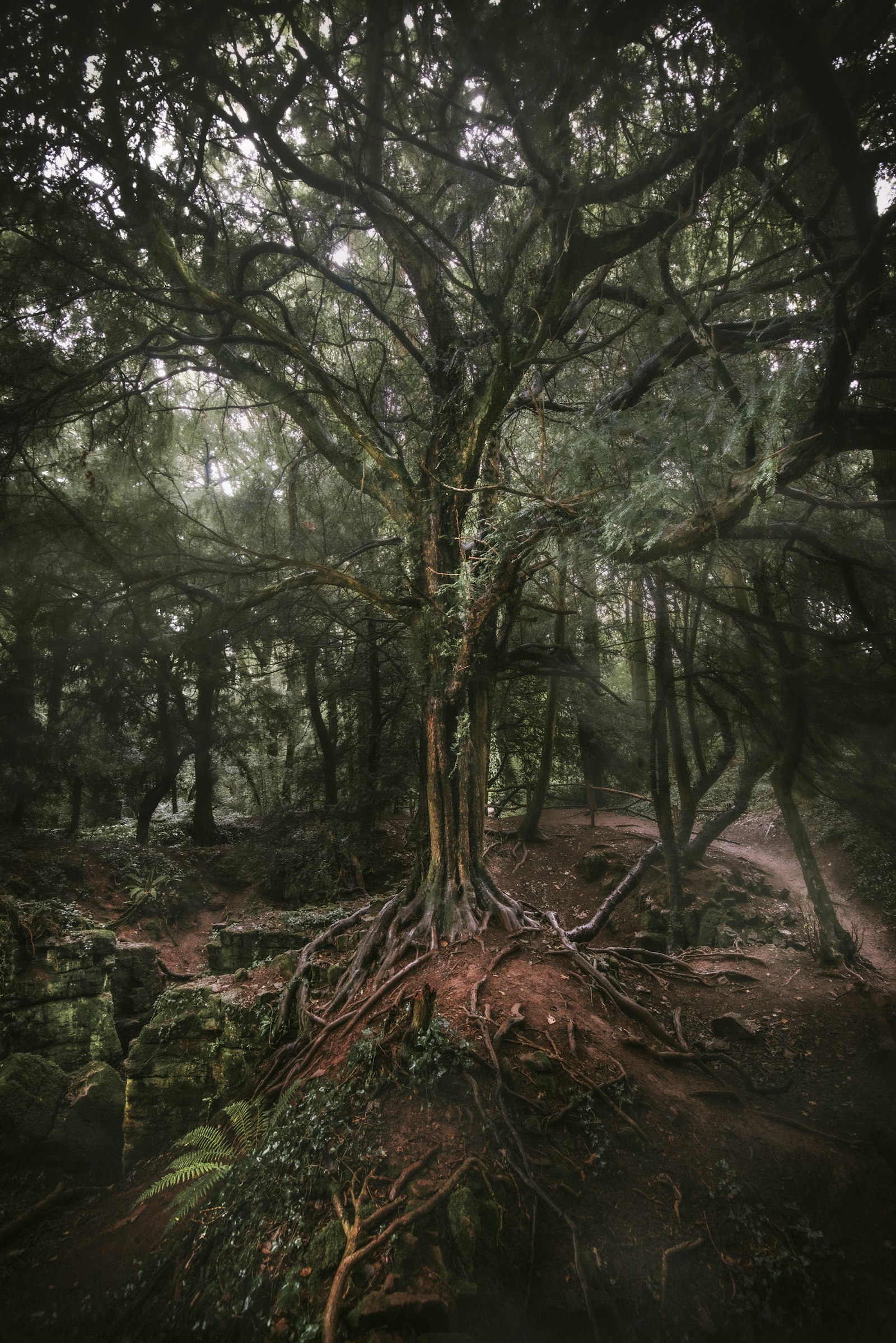 Tokina AT-X 16-28mm F2.8 Pro FX sample photo. Green-leafed tree photography