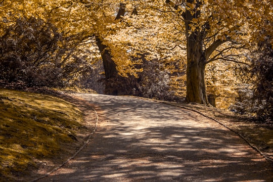 photo of Bochum Forest near Zoo Duisburg