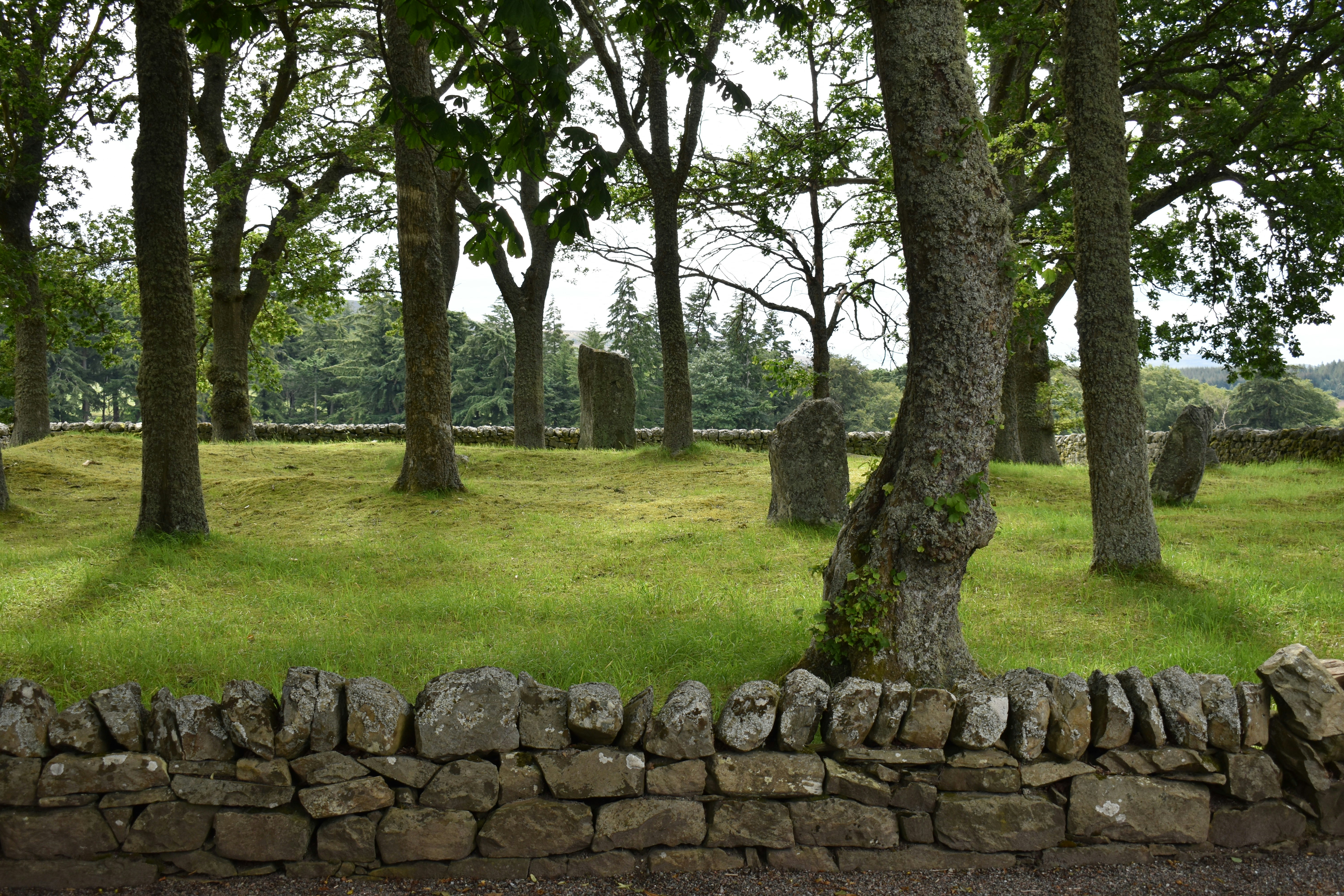 brown and green trees