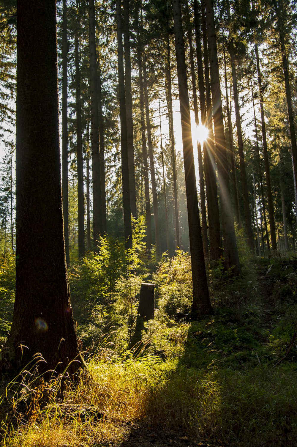 forest at daytime