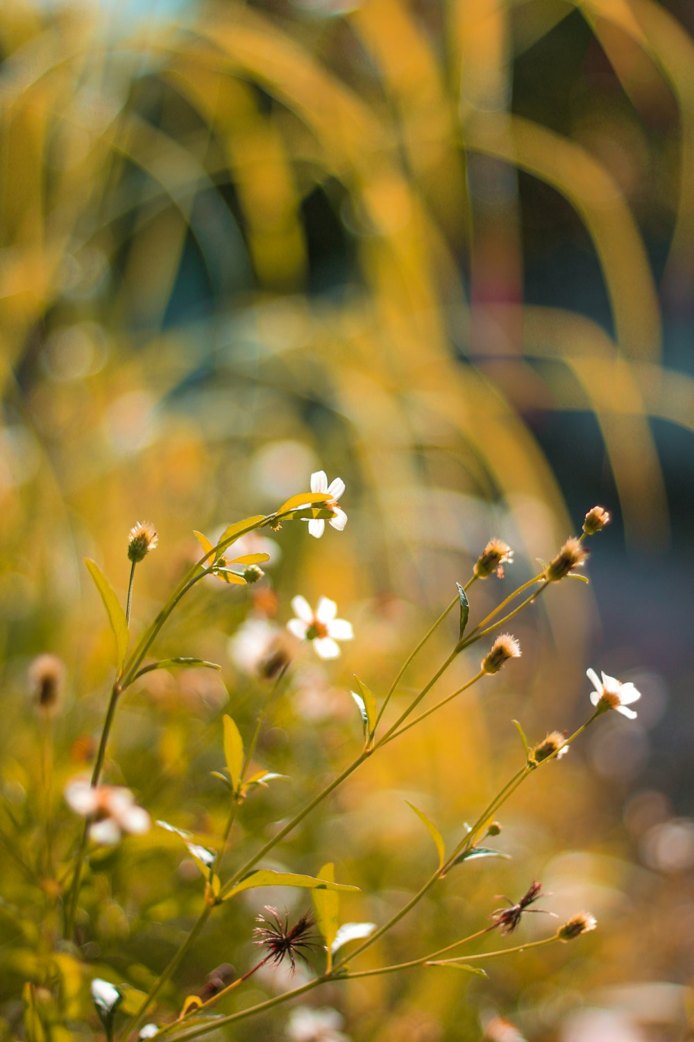 white-petaled flower