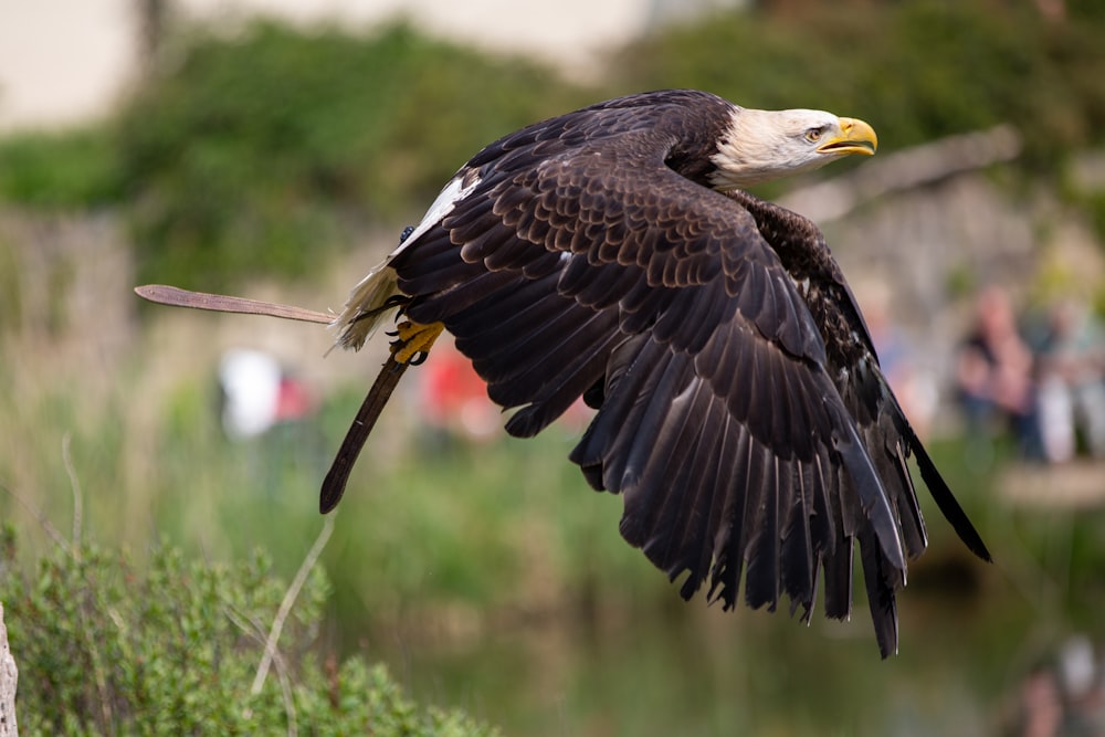 hawk in flight