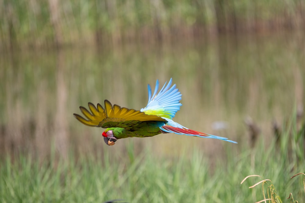 green parrot flying on sky