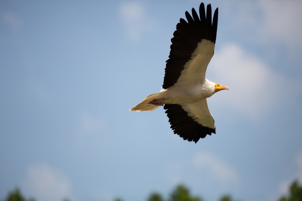 bird in flight