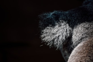 Close-up of a furry animal's ear, showcasing detailed texture of dark and light gray fur with fine, delicate strands visible.