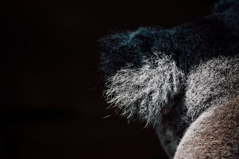 Close-up of a furry animal's ear, showcasing detailed texture of dark and light gray fur with fine, delicate strands visible.