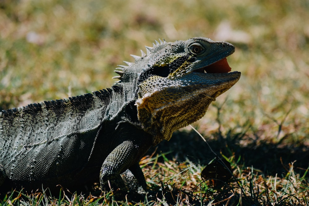 black iguana at daytime