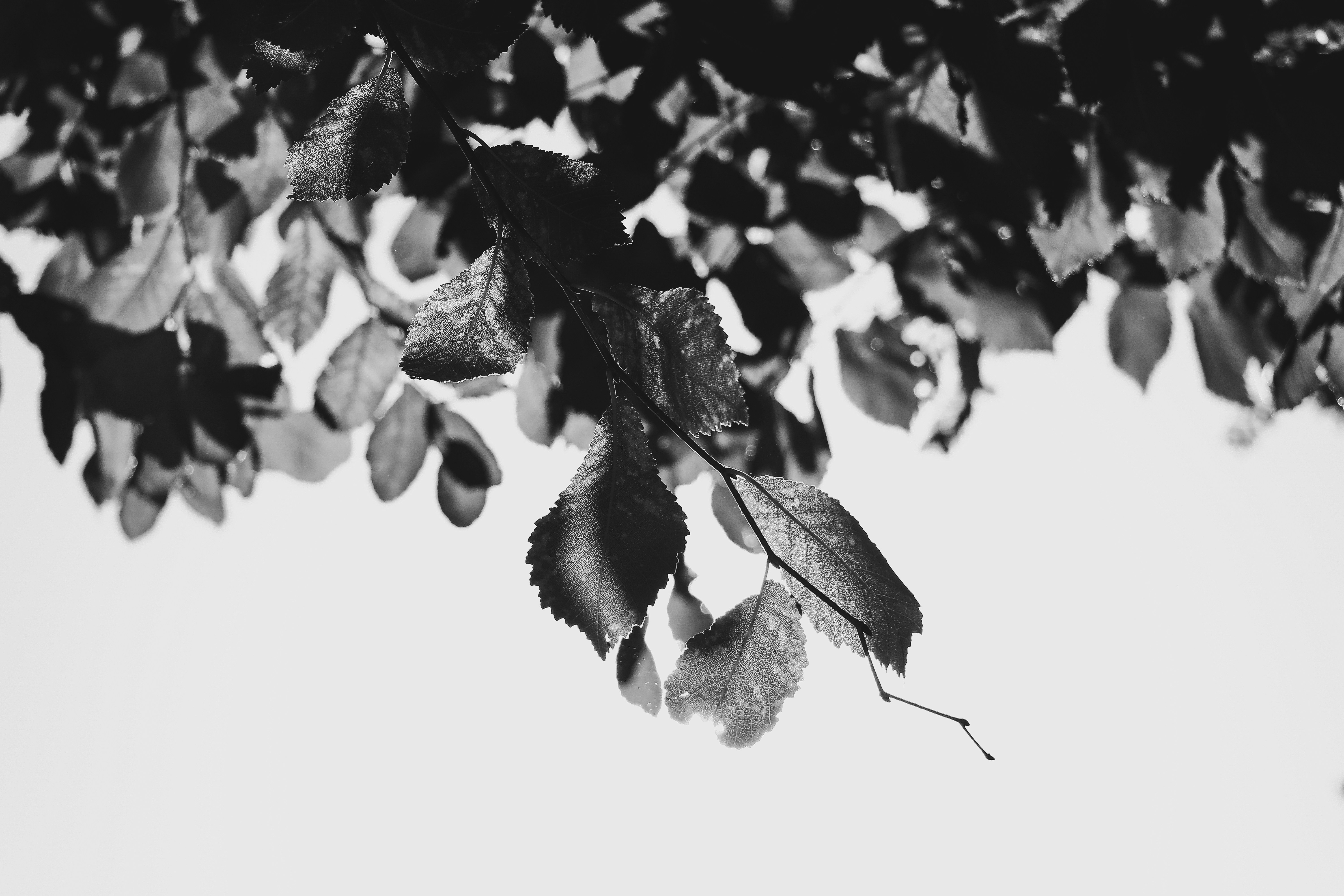 Photo by ehsaneslami