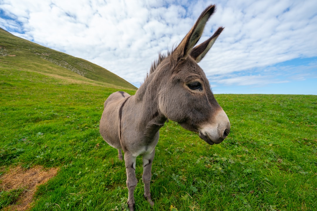 donkey on hill