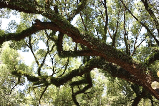 low-angle photography of green leafed tree in Guangzhou China