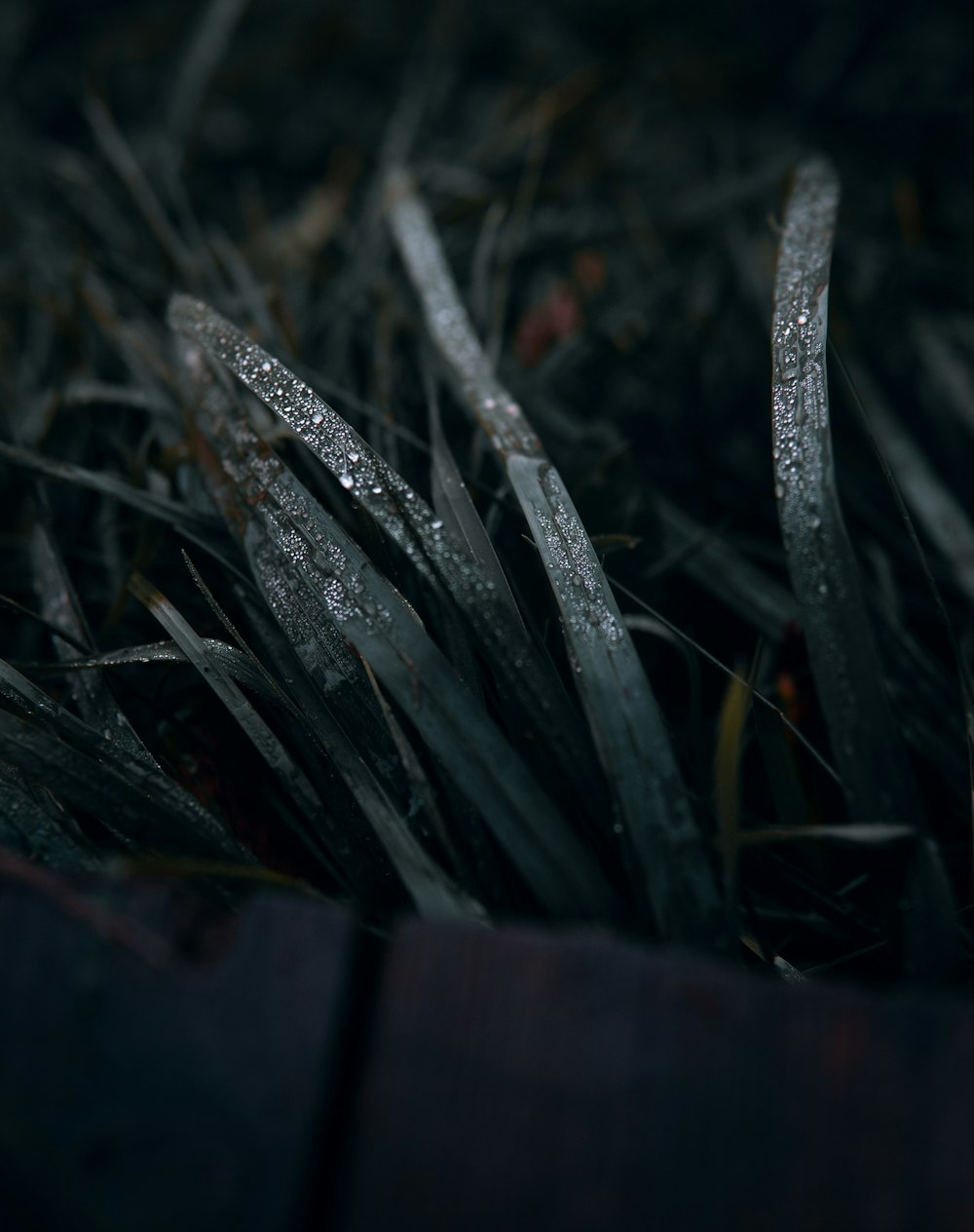 closeup photo of green leafed plant