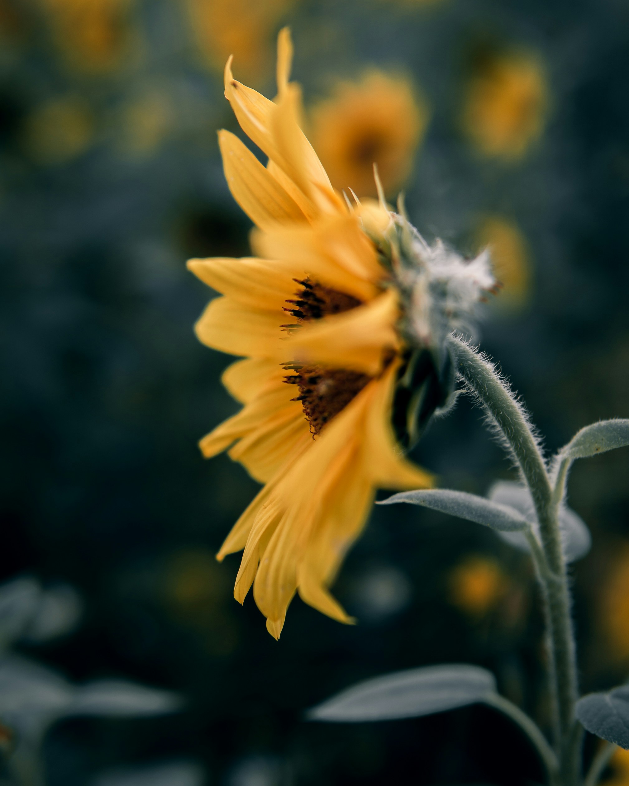 Photo by kirillpershin