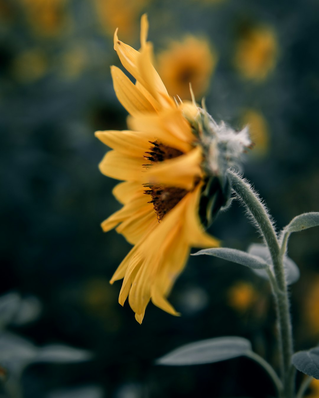 yellow sunflower plants in close-up photo