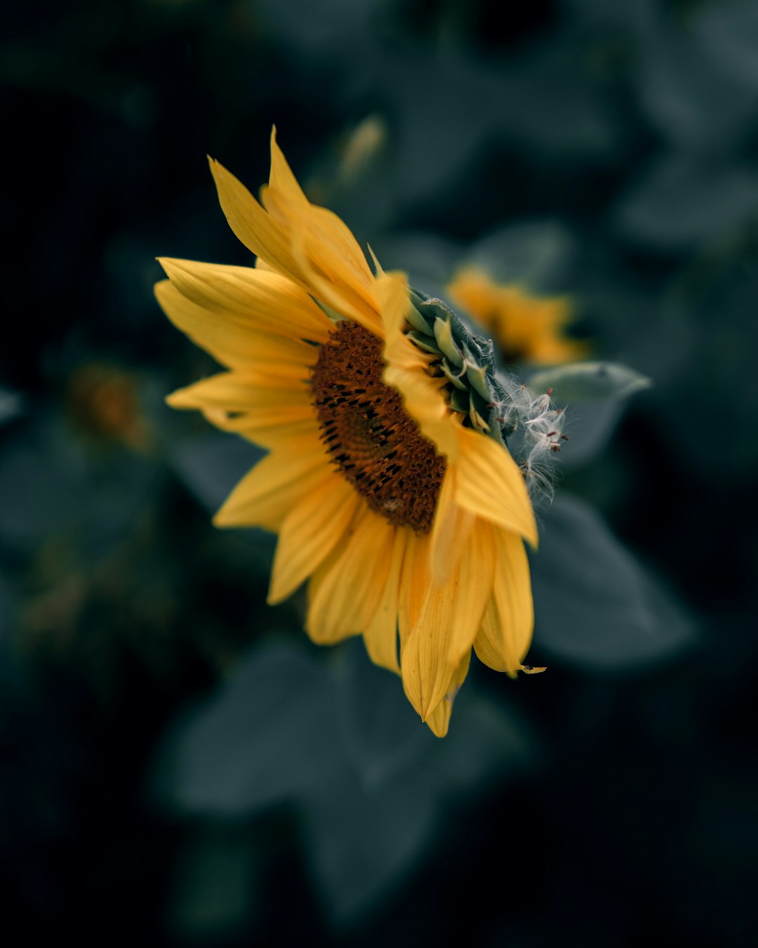 focus photography of sunflower