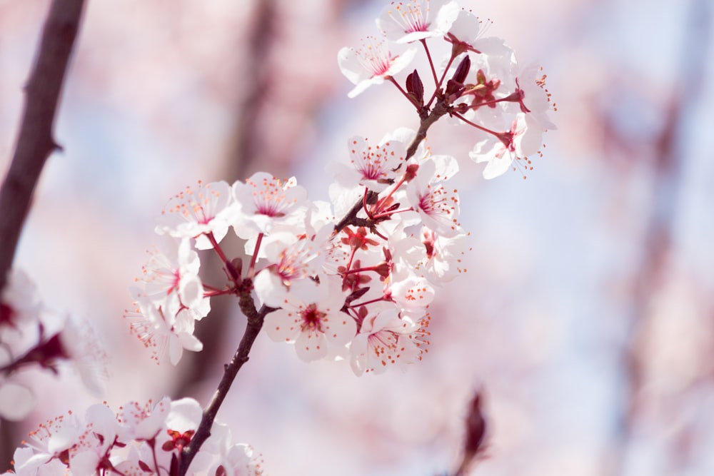 white petaled flower