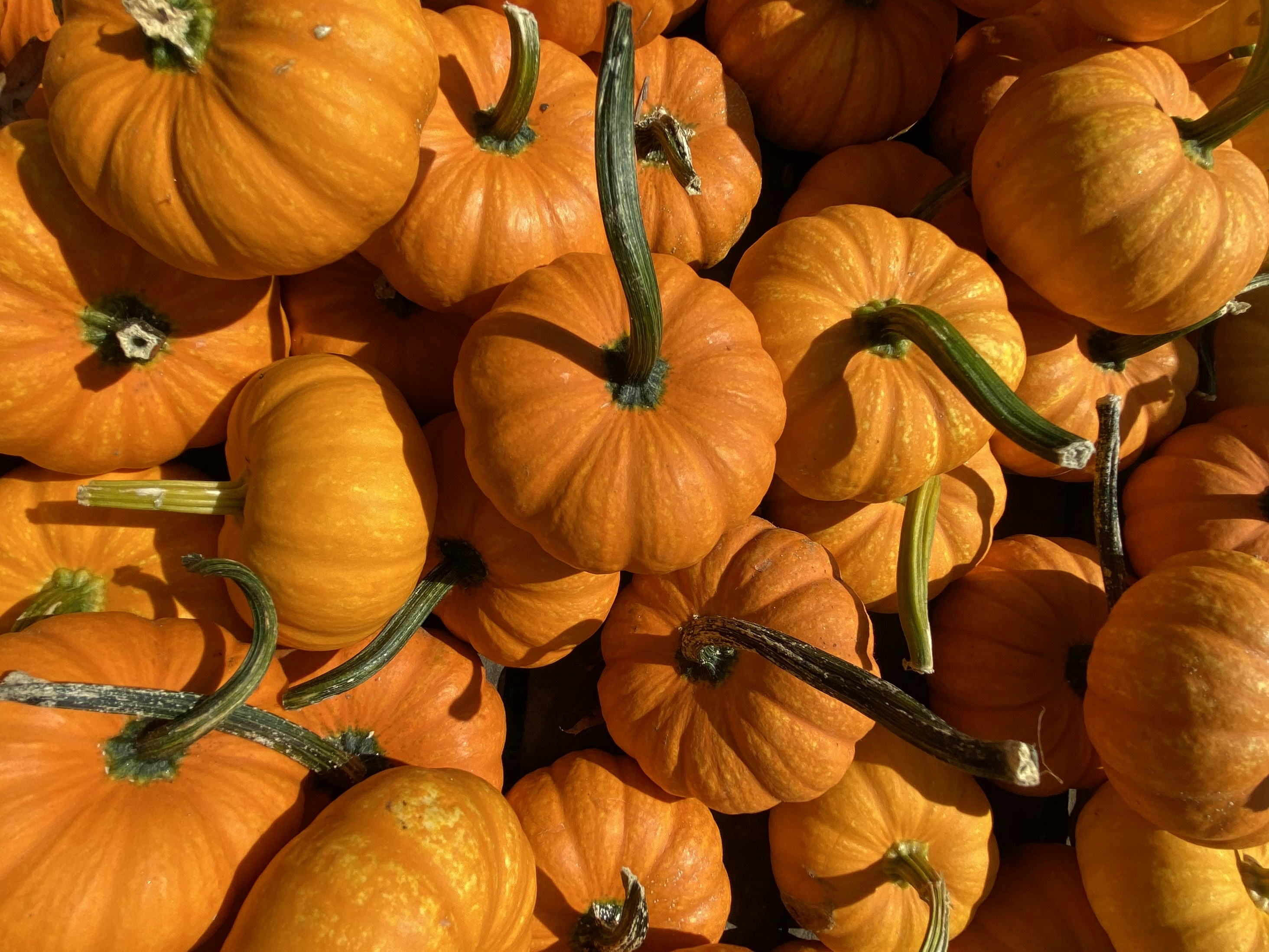 Photo by fromashestosnow