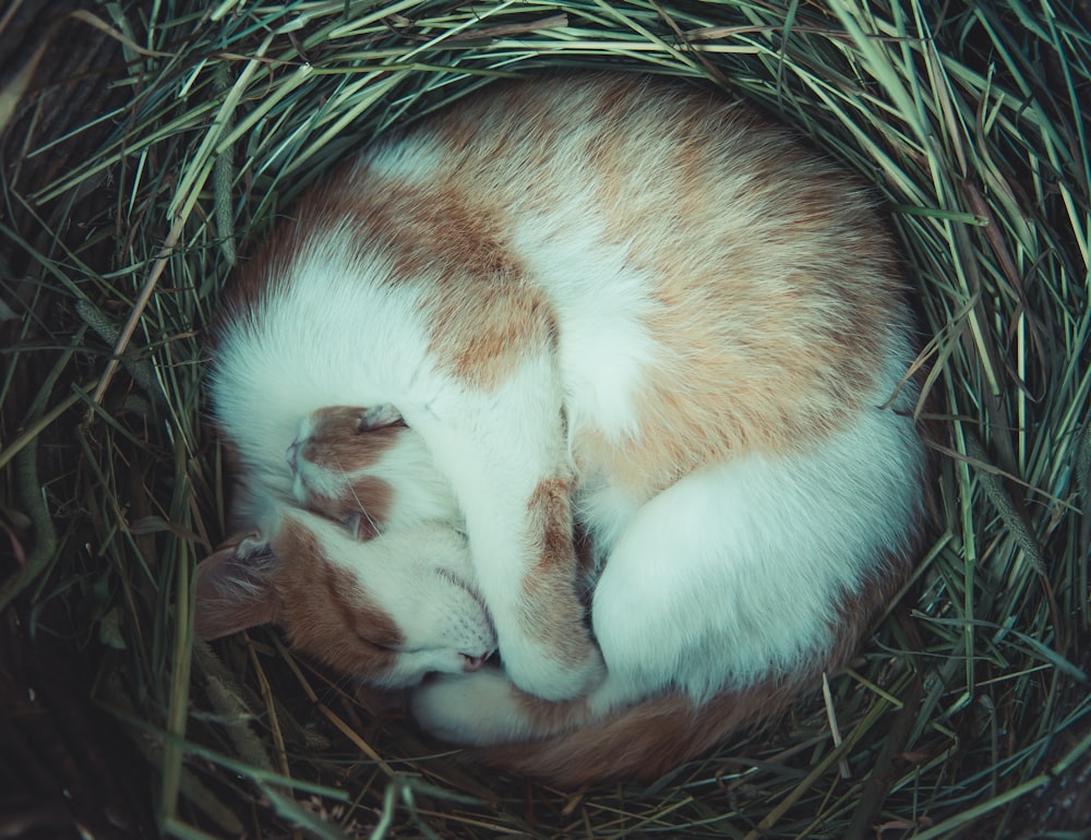 orange cat sleeping on nest