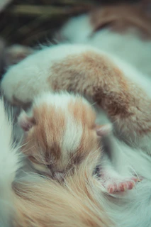 Close-up of a tiny orphaned kitten wrapped snugly in a soft blanket, eyes just beginning to open.