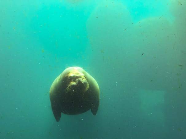 A serene view of a manatee swimming underwater, symbolizing the brand's name and calm, steady approach.