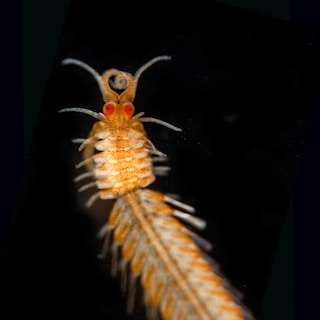 A close-up view of a small aquatic creature with orange-red eyes and detailed segmented body, set against a dark background. The creature has multiple antennae and fine hair-like structures along its body.