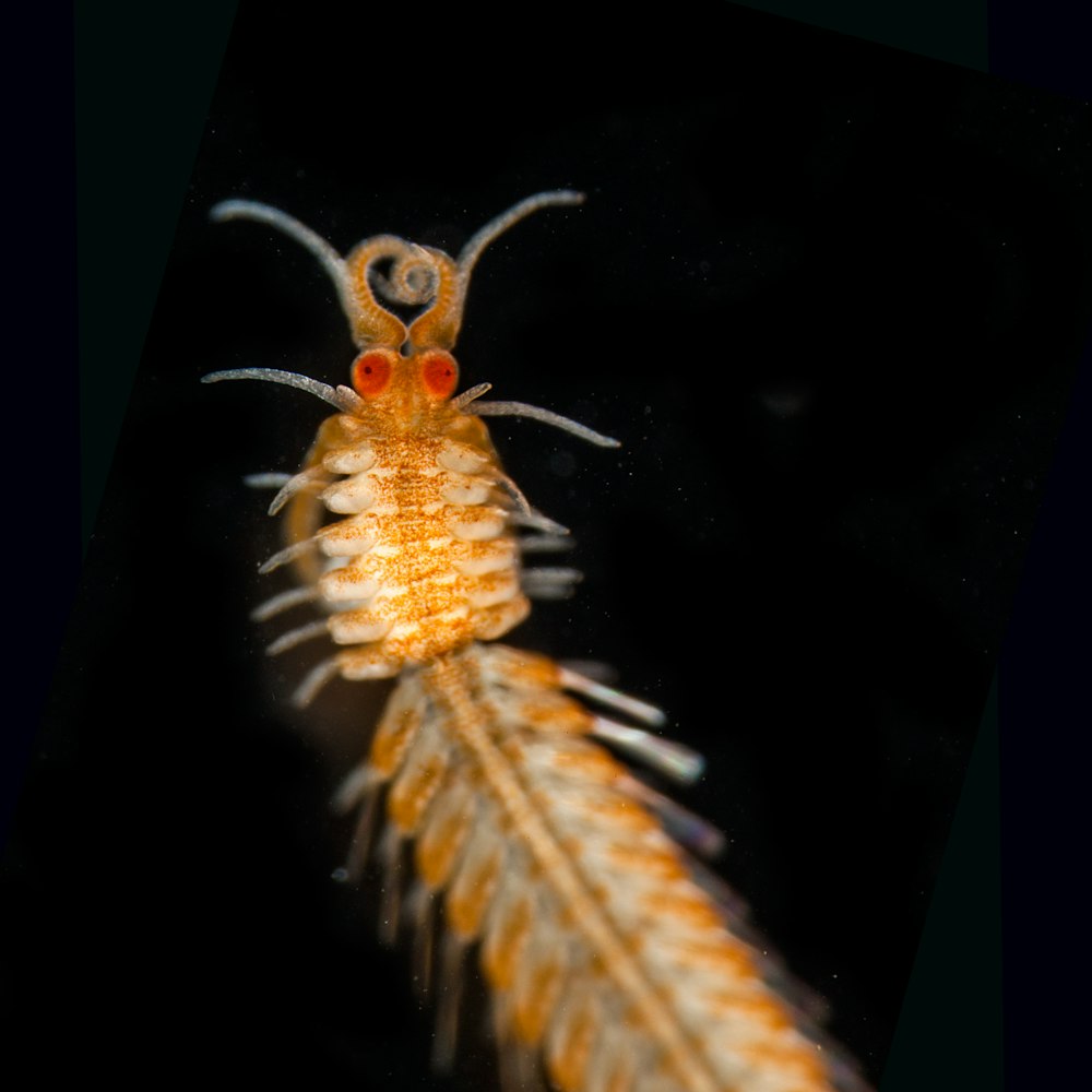 shallow focus photo of brown insect