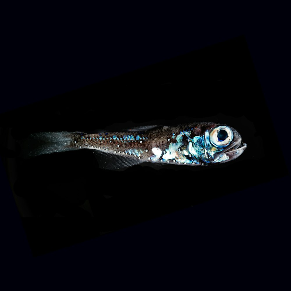 closeup photo of fish