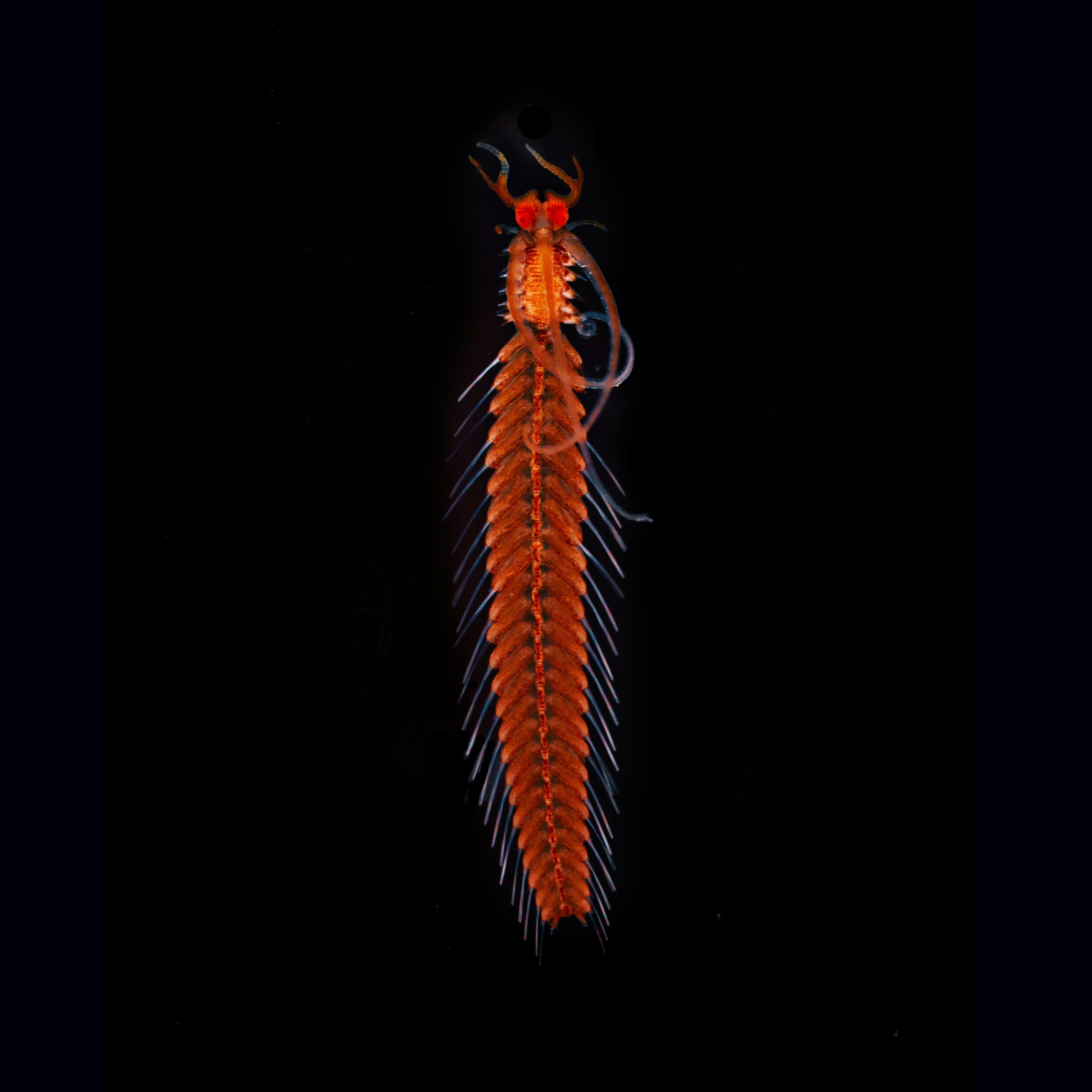 Polychaete Annelid Worm