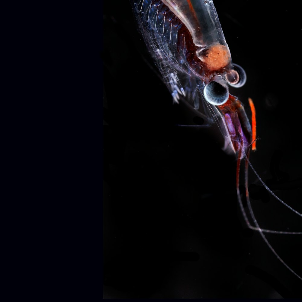 a close up of a squid on a black background