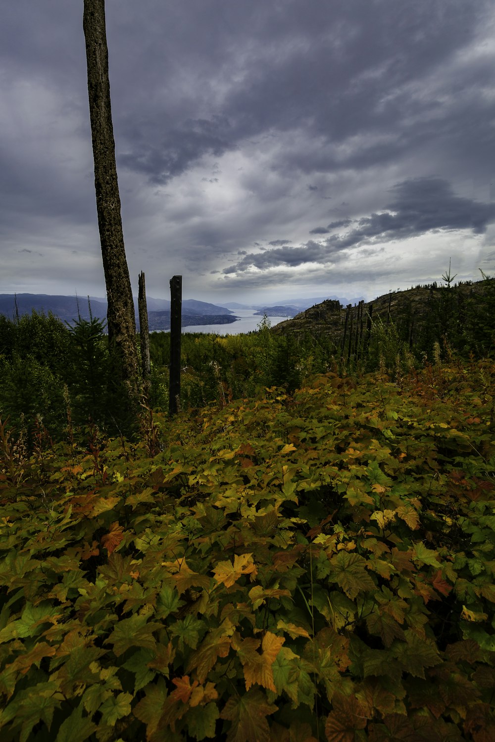 green and brown leaf plants viewing mountain under white and blue skies during daytime