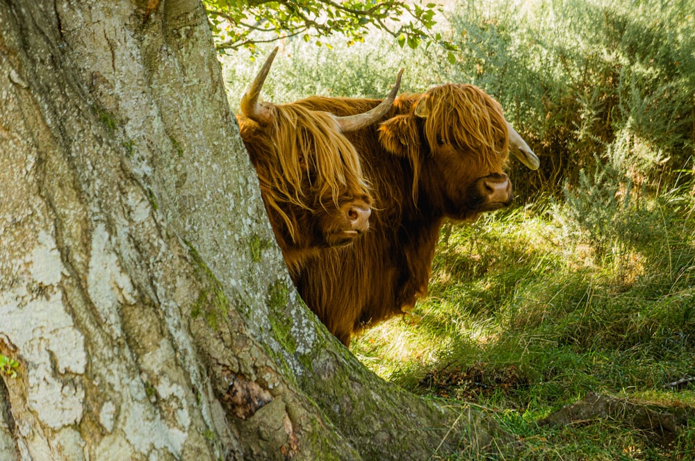 brown yak hiding on green tree