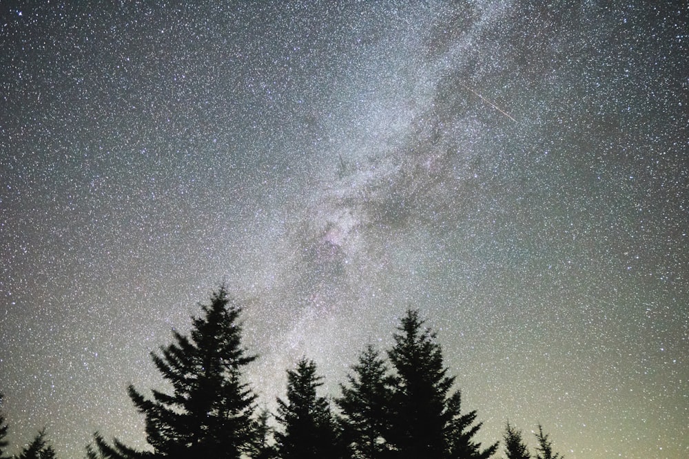 silhouette of trees during night time