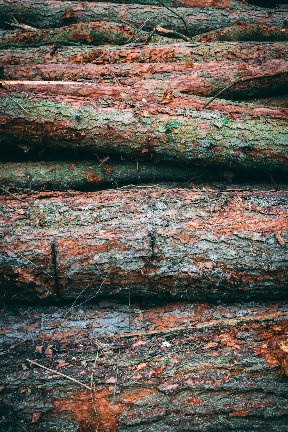 pile of logs