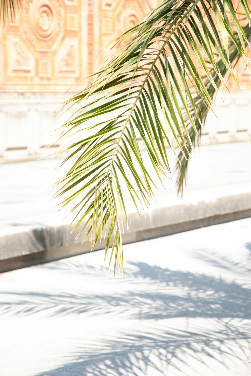 green palm leaves near pavement