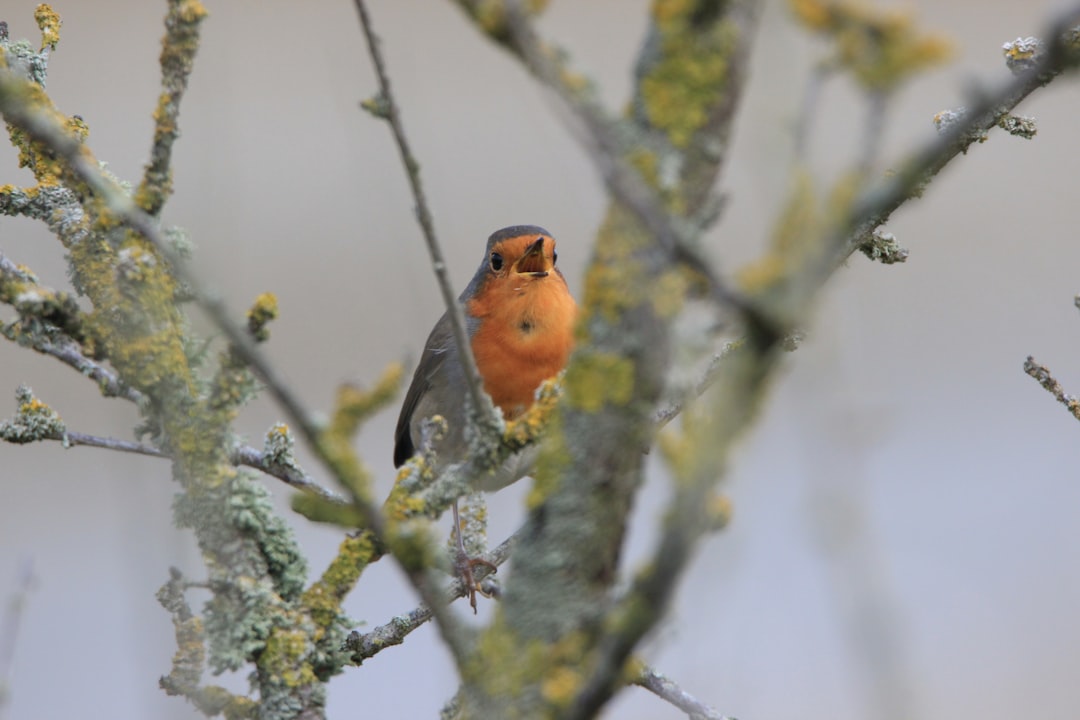 brown bird on tree