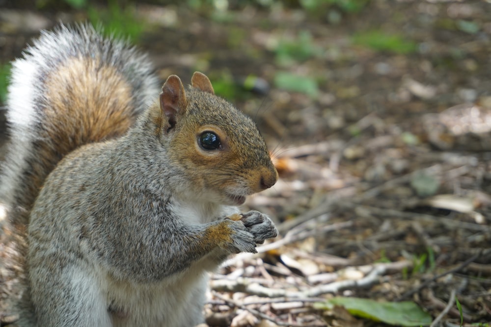 brown squirrel