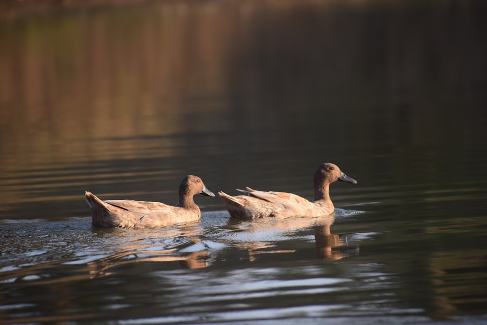 two brown ducks on water