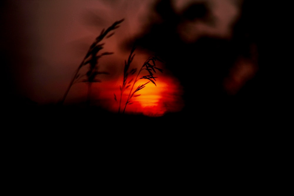 silhouette photography of grass