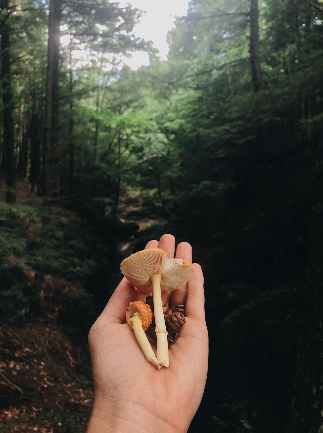 brown mushrooms