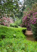 A peaceful garden path surrounded by colorful plants and flowers.