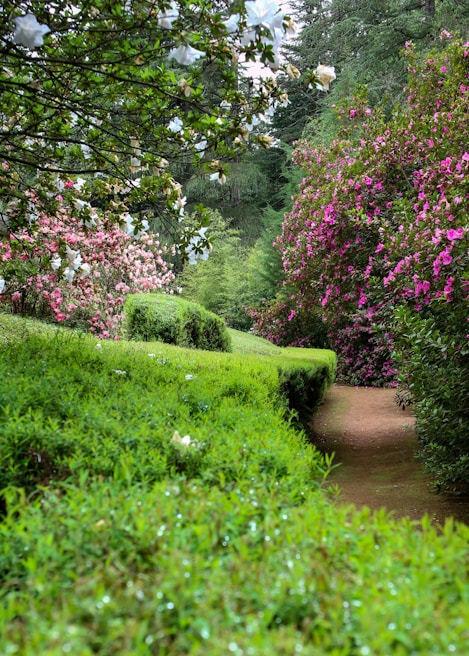 A peaceful garden path lined with blooming flowers, inviting reflection and calm.