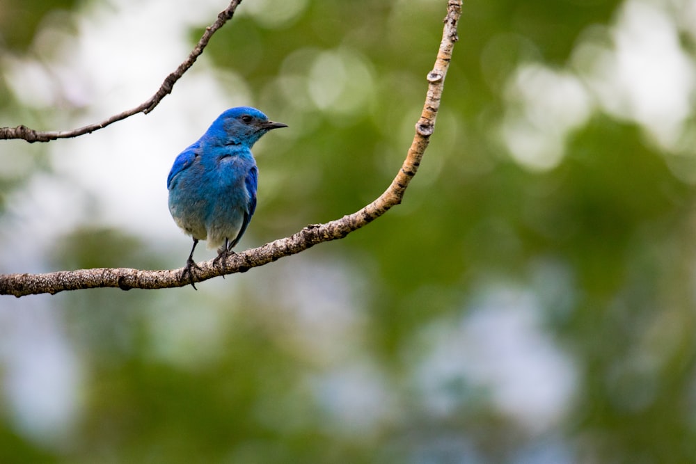 blue bird standing on tree stem at daytime