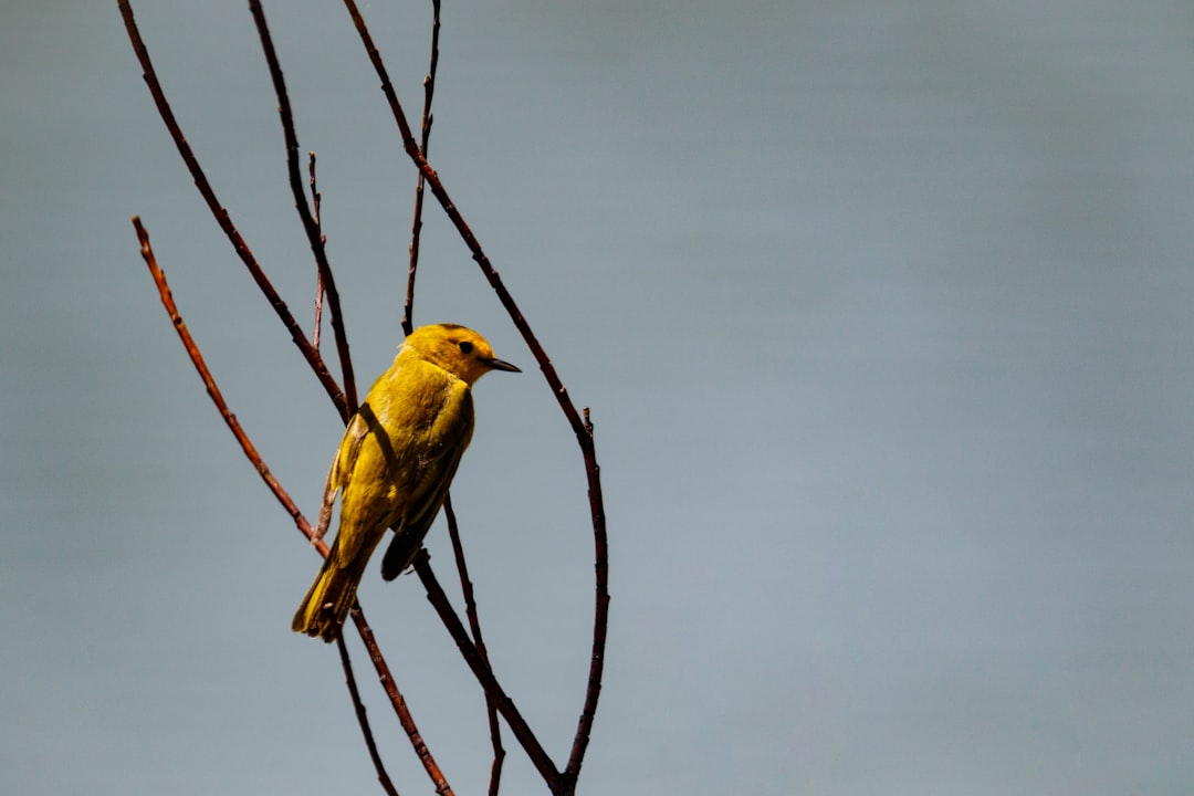 yellow bird