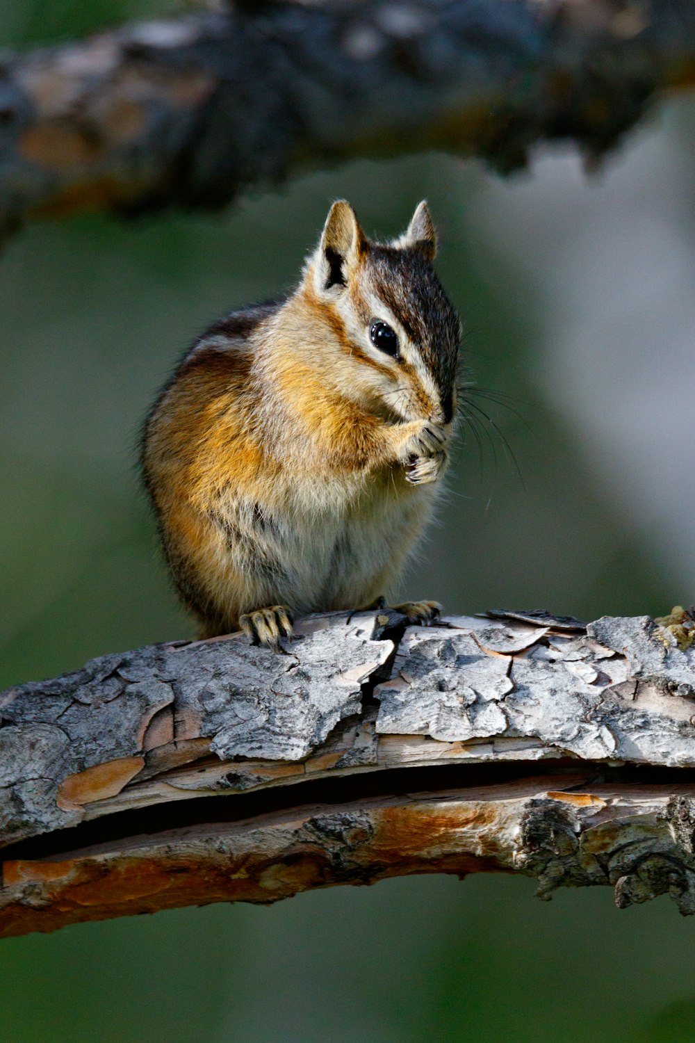 squirrel on tree branch